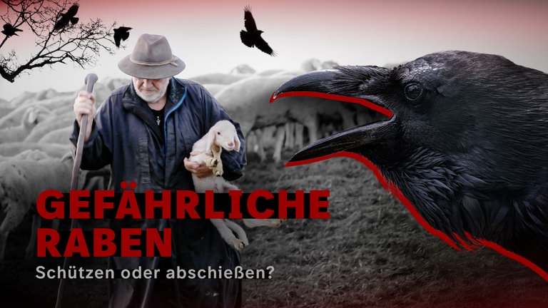 Doku "Gefährliche Raben"Rechts im Bild ein aufgebrachter Rabe mit offenem Schnabel, im Hintergrund ein Schäfer mit einem Lämmchen und weitere Raben auf einem Baum