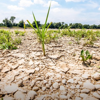 Auf dem Foto sieht man Erde. Die Erde ist sehr trocken. Auf der Erde wächst ein bisschen Gras. Rechts das SWR Logo für Leichte Sprache. 