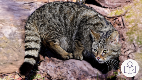 Das ist ein Beispiel·bild: Eine Wild·katze im National·park Hunsrück-Hochwald. Rechts das SWR Logo für Leichte Sprache. 