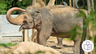 Ein Asiatischer Elefant im Zoo in Stuttgart. Der Zoo in Stuttgart bekommt eine neue Elefanten·welt. Rechts das SWR Logo für Leichte Sprache.