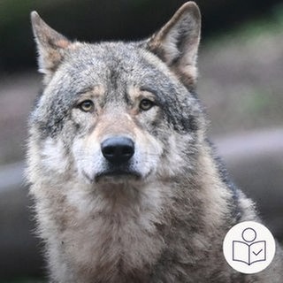 Das ist ein Beispiel·bild: Es zeigt einen Wolf. Der Wolf schaut in die Kamera. Rechts das SWR Logo für Leichte Sprache.