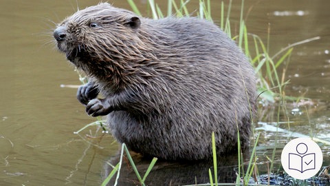 Ein Biber sitzt am Wasser. Um ihn herum ist Gras. Rechts das SWR Logo für Leichte Sprache.  