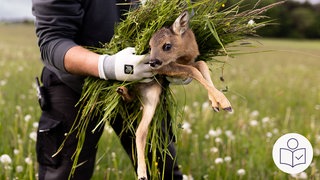 Das ist ein Beispiel-Bild: Eine Person hebt ein Reh·kitz aus dem Gras. Die Retter vom Verein Kitz Retter Neckar Alb haben mehr als 300 Tiere gerettet. Rechts das SWR Logo für Leichte Sprache.
