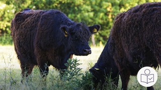 Das ist ein Beispielbild. Zwei schwarze Galloway-Rinder stehen auf einer Wiese vor Bäumen. Rechts das SWR Logo für Leichte Sprache.
