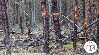Auf dem Foto sieht man verbrannte Baum·stämme in einem Wald. Rechts das SWR Logo für Leichte Sprache. 