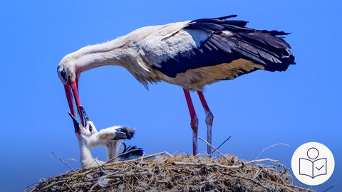 Ein erwachsener Storch füttert in seinem Nest sein Junges. Unten rechts das SWR-Logo für Leichte Sprache.