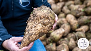 Ein Landwirt hält eine Zucker·rübe in den Händen. Man sieht nur die Hände von dem Landwirt. Die Ernte von den Zucker·rüben ist dieses Jahr schlecht. Rechts das SWR Logo für Leichte Sprache.