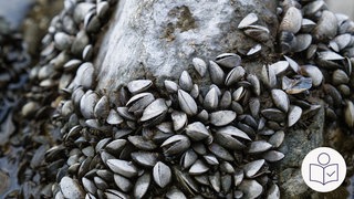 Viele Quagga-Muscheln kleben an einem großen Stein. Rechts das SWR Logo für Leichte Sprache.