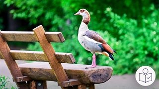 Das ist ein Symbol·bild. Auf einer Holz·bank sitzt eine Nil·gans. Rechts unten das SWR-Logo für Leichte Sprache.