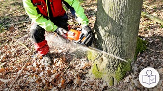 Das ist ein Symbol·bild. Ein Mann sägt mit einer Motor·säge einen Baum um. Rechts unten das SWR-Logo für Leichte Sprache.