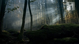 Der Wilde Wald