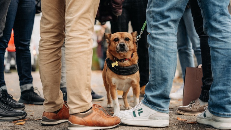 Kleiner Hund an Leine schaut zwischen Menschenbeinen hervor