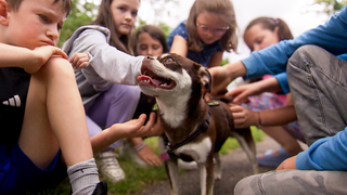 Hildegard ist eine junge, weiß-braun-gefleckte Mopshündin. Sie wird draußen bei einem Spaziergang von sieben Kindern gestreichelt, hat die Zunge raushängen und scheint es zu genießen.