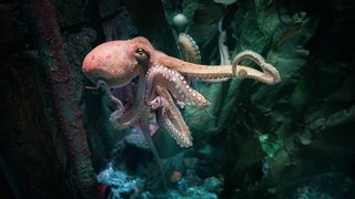 Eine Krake schwimmt im Wasser
