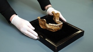 Unterkiefer des Homo Heidelbergensis in der Gemeinde Mauer bei Heidelberg.