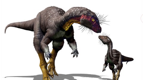 Fossilienfunde lassen vermuten, dass der kleine Plfanzenfresser "Fona herzogae" auf zwei beinen lief und eine zum Graben angepasste Anatomie hatte | Rekonstruktion der neuen Dinosaurierart