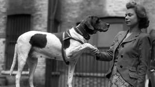Judy, eine reinrassige Pointerhündin und der einzige Hund, der als Kriegsgefangener in japanischer Hand registriert wurde, wurde 1937 in Shanghai geboren und der Royal Navy als Maskottchen für die HMS Grasshopper übergeben.
