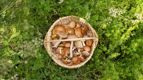 Korb mit Pilzen im Wald