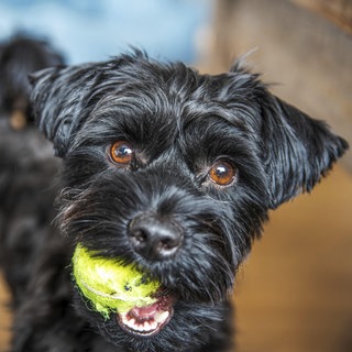 Ein schwarzer Yorkshire Terrier Hund mit leuchtenden Augen hält einen grünen Ball
