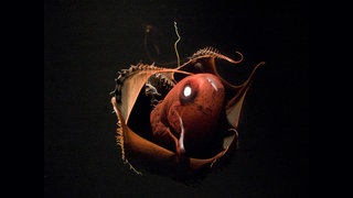 Vampirtintenfisch – in Ananas-Verteidigungshaltung, Leuchtorgan leuchtet (Vampyroteuthis infernalis). Kalifornien, USA