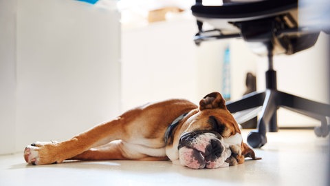 Ein Hund schläft unter dem Schreibtisch im Büro