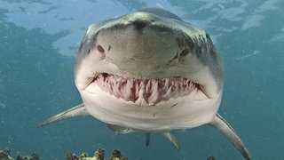 Sandtigerhai (Carcharias taurus), De Hoop, Südafrika. Symbolfoto.