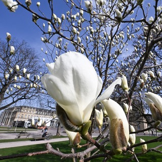 Magnolien blühen auf dem Stuttgarter Schlossplatz. Im Hintergrund das Neue Schloss.