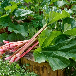 Frisch geernteter Rhabarber aus dem Garten.