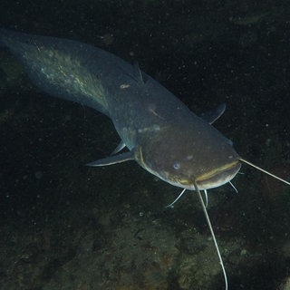 Wels (Silurus glanis). Archivfoto.