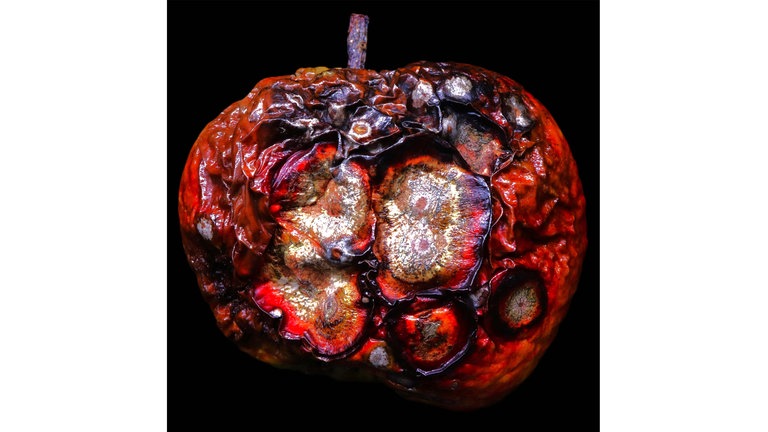 Einblick in die Ausstellung "Vanitas. Die Schönheit des Vergänglichen" im Museum LA 8 in Baden-Baden
