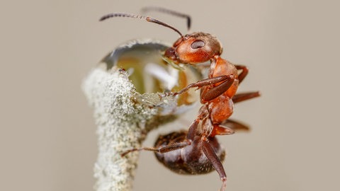 Durstlöscher
