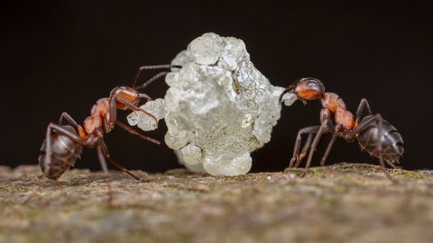 Teamwork