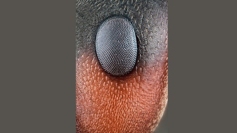 Facettenauge