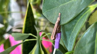 Elektrode am Blatt einer Pflanze