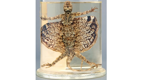 Gemeiner Flugdrache, Draco volans LINNAEUS 1758, Alkoholpräparat