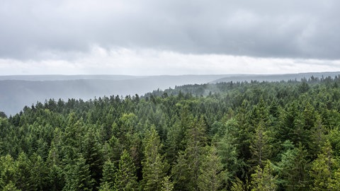 Der Schwarzwald