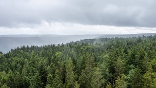 Der Schwarzwald