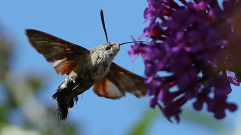 Insekten und Tierwelt im Garten Muenchen, im Bild: Taubenschwaenzchen