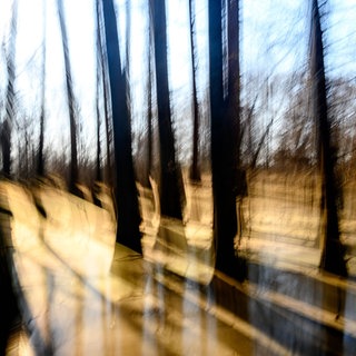 Tree shapes and shadows and water Decatur, Alabama, United States