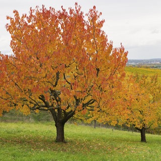 Herbstlandschaft