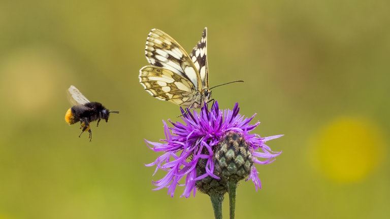 Schachbrettfalter (Melanargia galathea) auf Wiesen-Flockenblume (Centaurea jacea), Steinhummel (Bombus lapidarius) im Anflug, Hessen, Deutschland, Europa