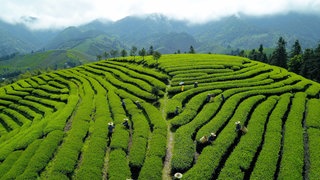 Tee-Pflücker bei der Arbeit auf einer Plantage in China: Tee und Cha sind unterschiedliche chinesische Dialekte. So lernten einige Kaufleute Tee als "Tee" kennen, andere als "Tschai" oder "Tscha". Auf diese Weise entwickelten sich diese beiden Bezeichnungen für Tee und gingen um die Welt.