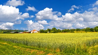 Weizenfeld mit Wohnhaus unter strahlend blauem Himmel mit weißen Wolken: Der Familienname "Kämpfer" geht auf das Wort "Kamp" zurück für "Feld". Er bezieht sich also auf jemanden, der an einem Feld gewohnt hat.