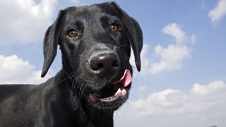 Hund schleckt sich im Gesicht. Hundespeichel könnte gegen Depression helfen - so eine neue Forschung aus 2025.