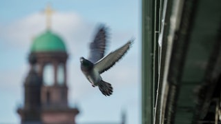 Eine Taube im Abflug unter einer Brücke. Es ist umstritten ob Tauben Immunzellen zur Orientierung am Erdmagnetfeld nutzen.