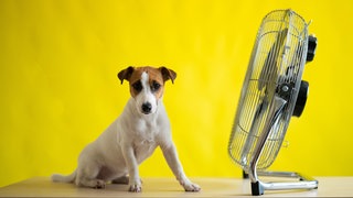 Ein kleiner Hund sitzt vor einem Ventilator vor gelbem Hintergrund.
