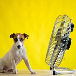 Ein kleiner Hund sitzt vor einem Ventilator vor gelbem Hintergrund.