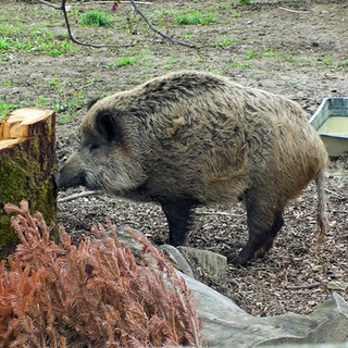 Wildschwein Friedrich lebt bei Dennis Renschler. Der Keiler ist auf dem Außengelände unterwegs.
