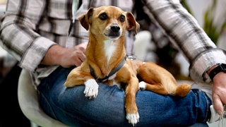 Ein kleiner Hund sitzt einem Mann auf dem Schoß | So sollte eine gesunde Beziehung zu eurem Haustier aussehen