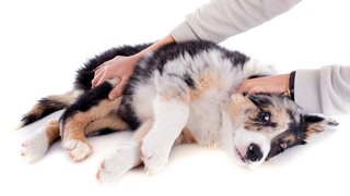 Ein Hund liegt am Boden, scheinbar krank: Avocados sind giftig für Hunde, insbesondere Schale und Kern. Wenn das Tier versehentlich davon gefressen hat, sollte man den Tierarzt kontaktieren.